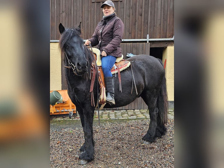 Fellpony Wallach 4 Jahre 145 cm Rappe in Müglitztal