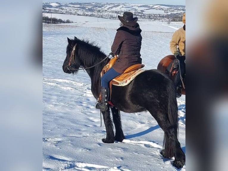 Fellpony Wallach 4 Jahre 145 cm Rappe in Müglitztal