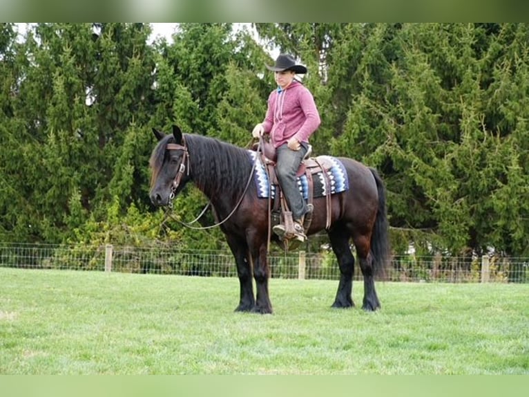 Fellpony Wallach 4 Jahre Rappe in Wooster