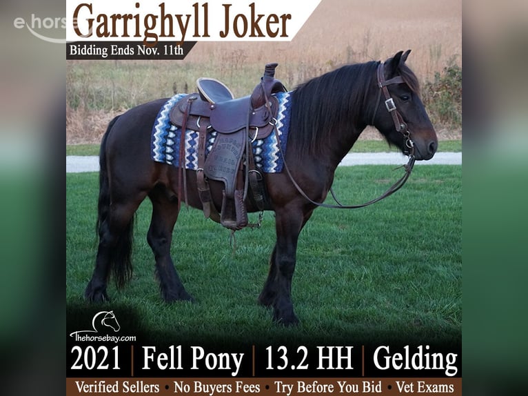 Fellpony Wallach 5 Jahre 137 cm Dunkelbrauner in Wooster, OH