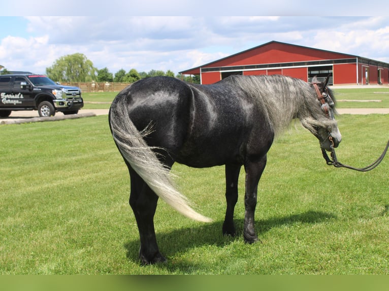Fellpony Mix Wallach 5 Jahre 142 cm Schimmel in Millersburg