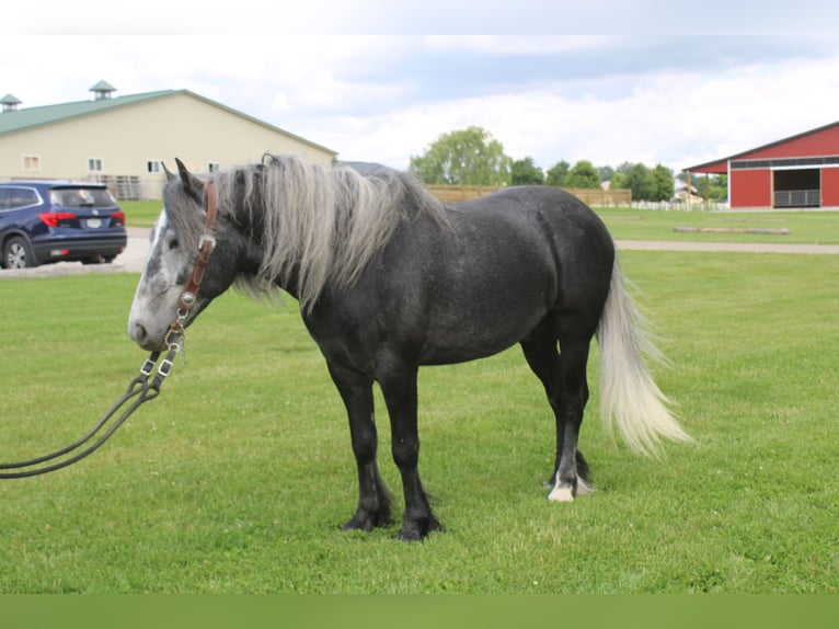Fellpony Mix Wallach 5 Jahre 142 cm Schimmel in Millersburg