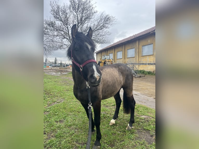 Fellpony Mix Wallach 5 Jahre 143 cm Rappe in &#x421;&#x43E;&#x444;&#x438;&#x44F; / Sofija