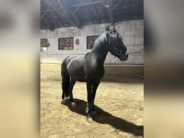 Fellpony Mix Wallach 5 Jahre 143 cm Rappe in &#x421;&#x43E;&#x444;&#x438;&#x44F; / Sofija