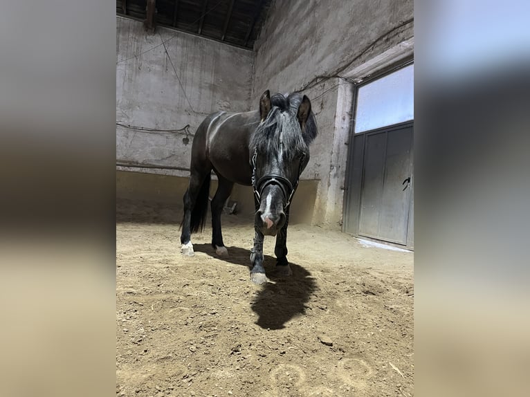 Fellpony Mix Wallach 5 Jahre 143 cm Rappe in &#x421;&#x43E;&#x444;&#x438;&#x44F; / Sofija