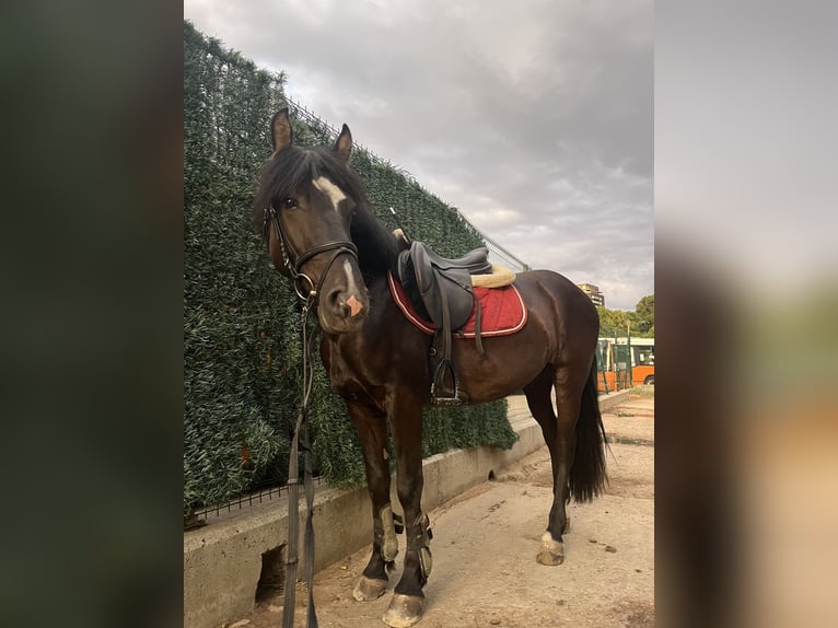 Fellpony Mix Wallach 5 Jahre 143 cm Rappe in &#x421;&#x43E;&#x444;&#x438;&#x44F; / Sofija