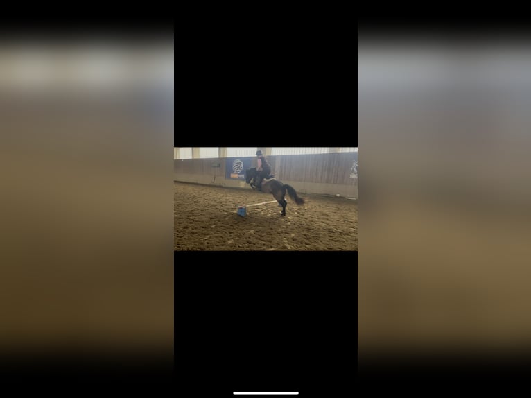 Fellpony Mix Wallach 5 Jahre 143 cm Rappe in &#x421;&#x43E;&#x444;&#x438;&#x44F; / Sofija