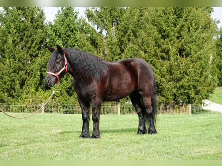 Fellpony Wallach 5 Jahre Rappe in Wooster