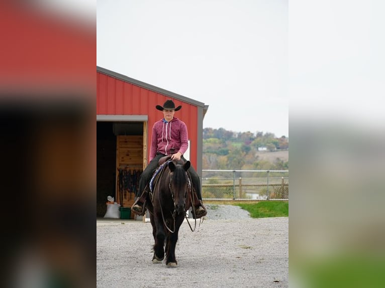 Fellpony Wallach 5 Jahre Rappe in Wooster