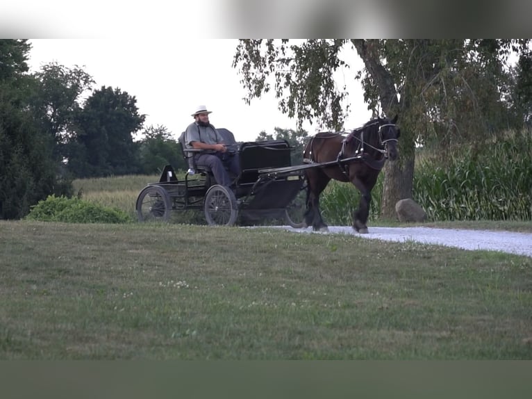 Fellpony Wallach 6 Jahre 140 cm Rappe in Wooster