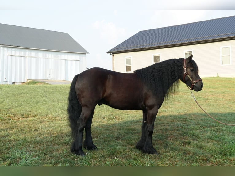 Fellpony Wallach 6 Jahre 140 cm Rappe in Wooster
