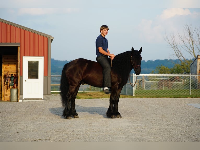 Fellpony Wallach 6 Jahre 140 cm Rappe in Wooster