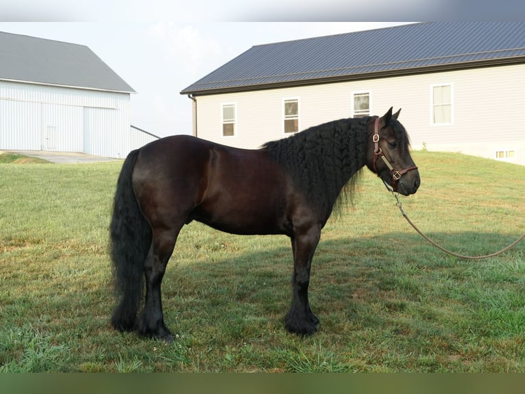 Fellpony Wallach 6 Jahre 140 cm Rappe in Wooster