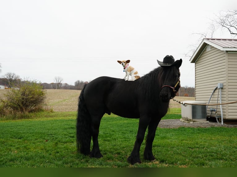 Fellpony Wallach 6 Jahre 140 cm Rappe in Wooster