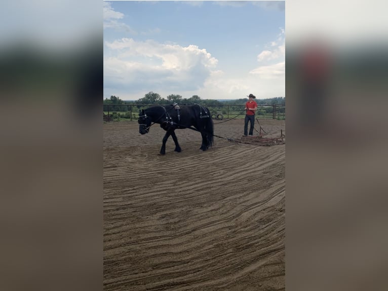 Fellpony Wallach 6 Jahre 140 cm Rappe in Wooster