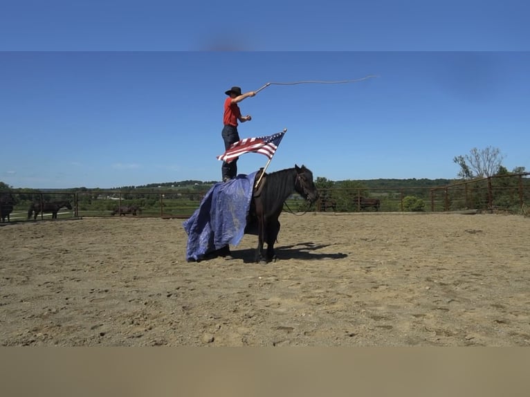 Fellpony Wallach 6 Jahre 140 cm Rappe in Wooster
