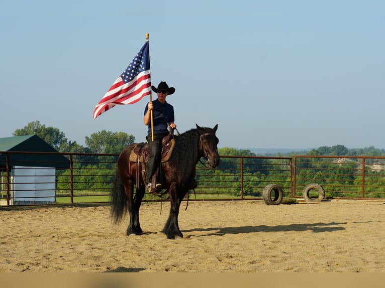 Fellpony Wallach 6 Jahre 140 cm Rappe in Wooster