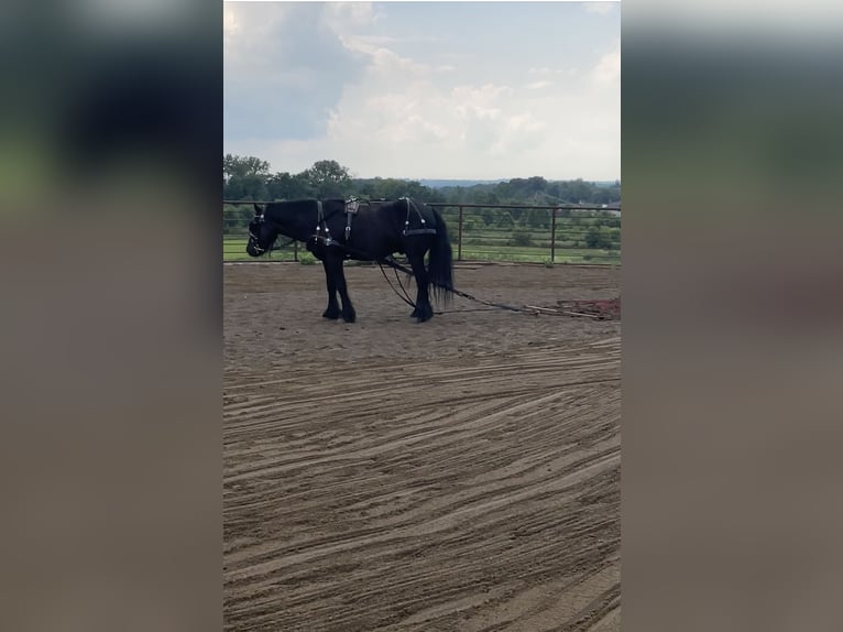 Fellpony Wallach 6 Jahre 140 cm Rappe in Wooster