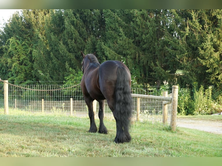Fellpony Wallach 6 Jahre 140 cm Rappe in Wooster