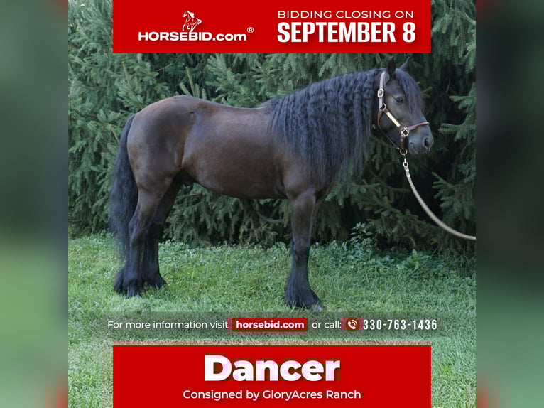 Fellpony Wallach 6 Jahre 140 cm Rappe in Wooster