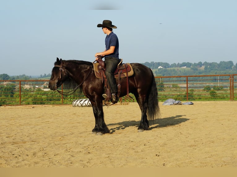 Fellpony Wallach 6 Jahre 140 cm Rappe in Wooster