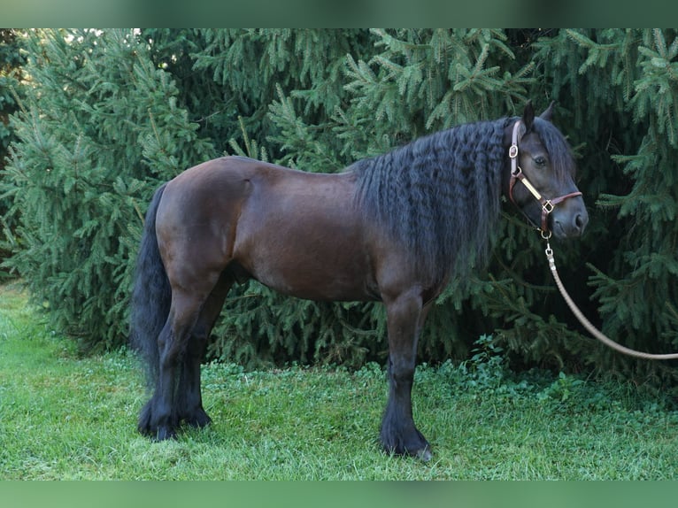Fellpony Wallach 6 Jahre 140 cm Rappe in Wooster