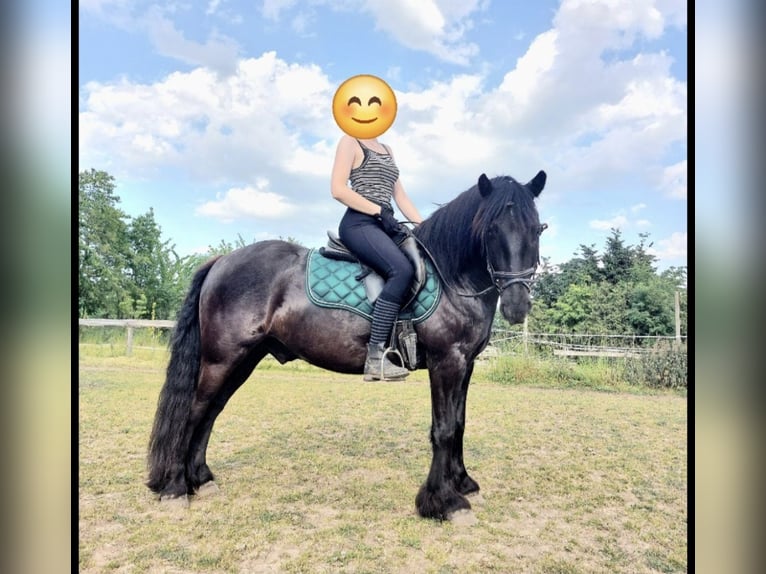 Fellpony Wallach 7 Jahre 145 cm Rappe in Nadrensee