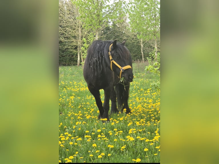 Fellpony Wallach 7 Jahre 145 cm Rappe in Nadrensee