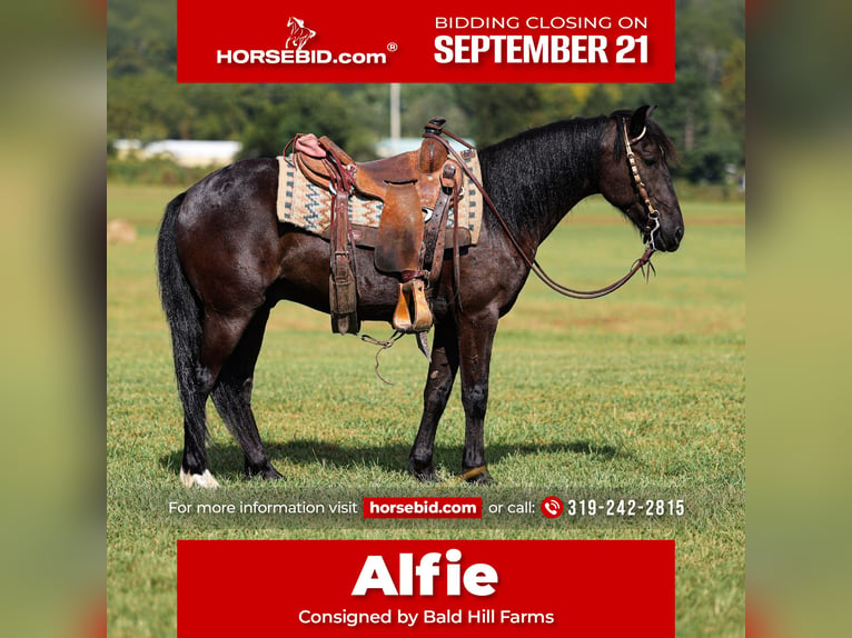 Fellpony Wallach 7 Jahre Rappe in Somerset