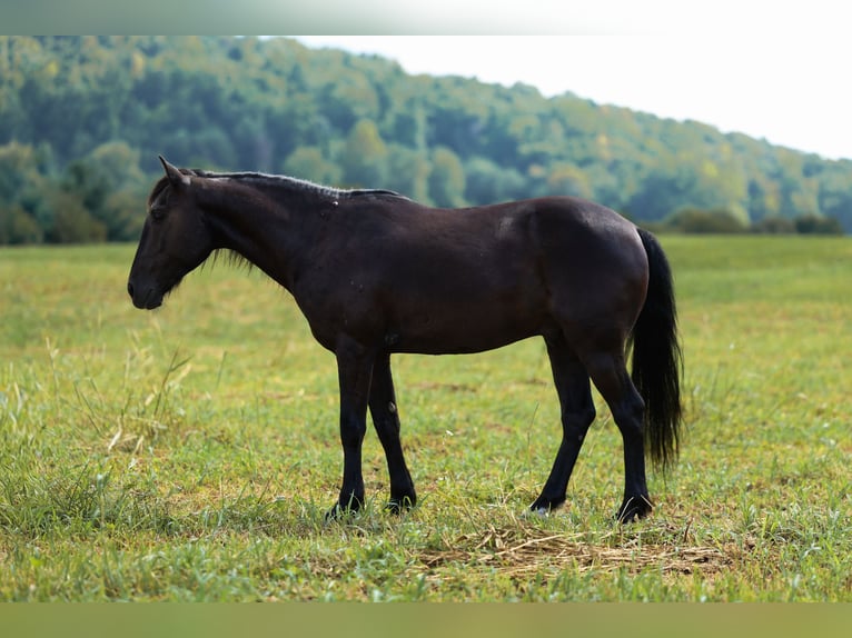 Fellpony Wallach 7 Jahre Rappe in Somerset