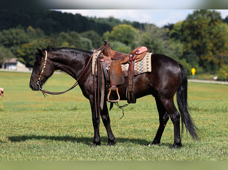 Fellpony Wallach 7 Jahre Rappe in Somerset