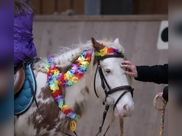 Fellpony Wallach 8 Jahre 110 cm  in Tröstau/Vordorf