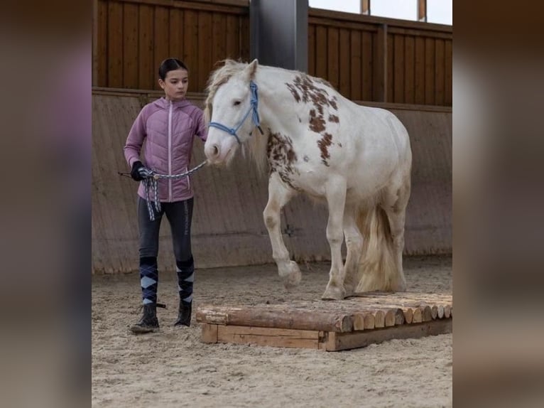 Fellpony Wallach 8 Jahre 110 cm  in Tröstau/Vordorf