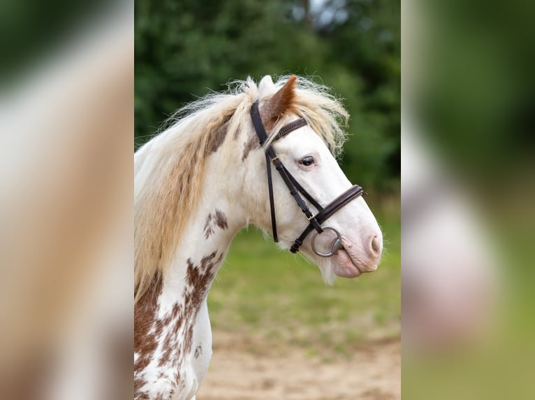 Fellpony Wallach 8 Jahre 110 cm  in Tröstau/Vordorf