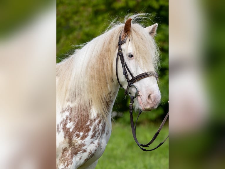 Fellpony Wallach 8 Jahre 110 cm  in Tröstau/Vordorf