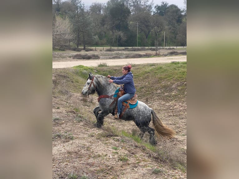 Fellpony Wallach 8 Jahre 142 cm Apfelschimmel in Bitterwater CA