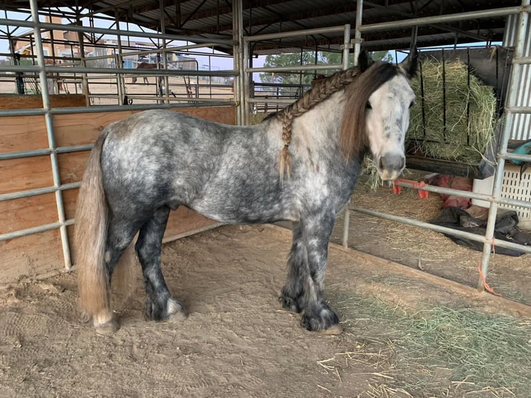 Fellpony Wallach 8 Jahre 142 cm Apfelschimmel in Bitterwater CA