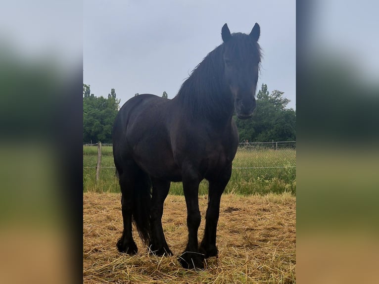 Fellpony Wallach 8 Jahre 145 cm Rappe in Müglitztal