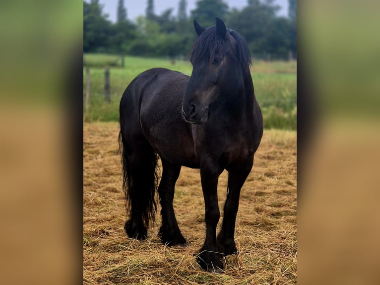 Fellpony Wallach 8 Jahre 145 cm Rappe in Müglitztal