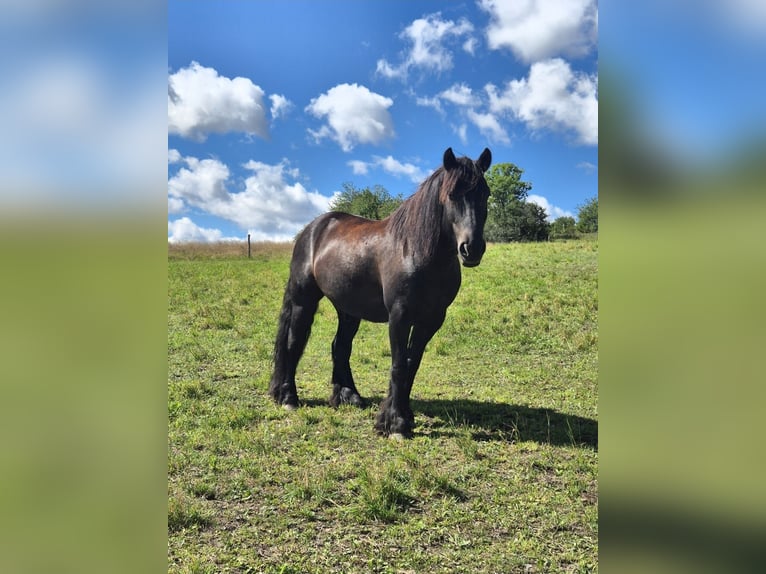 Fellpony Wallach 8 Jahre 145 cm Rappe in Müglitztal