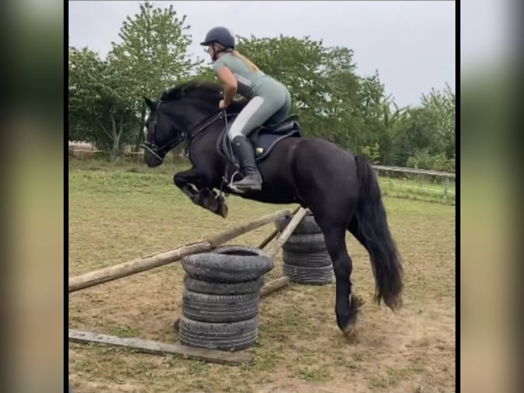 Fellpony Wallach 8 Jahre 145 cm Rappe in Nadrensee