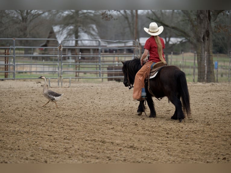 Fellpony Wallach 9 Jahre 107 cm Rappe in Bloomburg