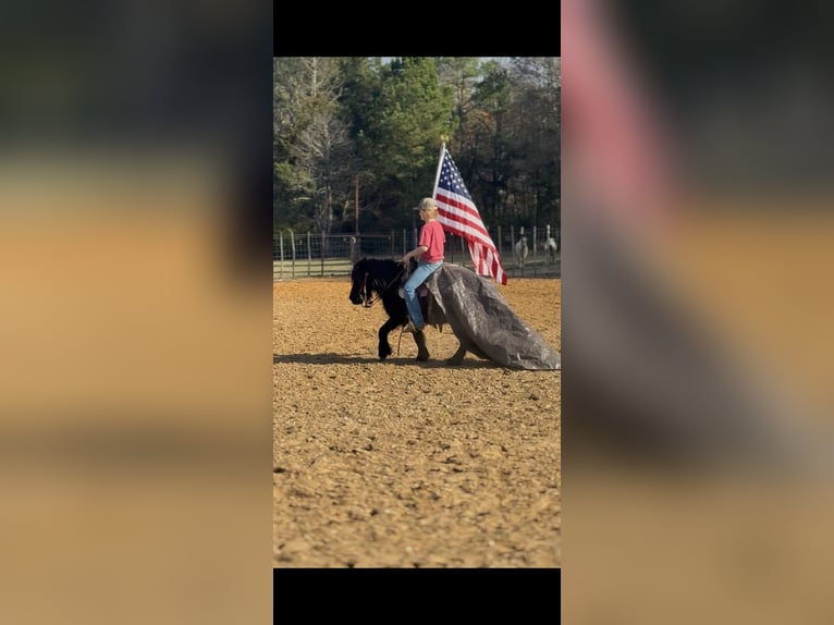 Fellpony Wallach 9 Jahre 107 cm Rappe in Bloomburg