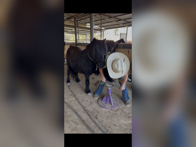 Fellpony Wallach 9 Jahre 107 cm Rappe in Bloomburg
