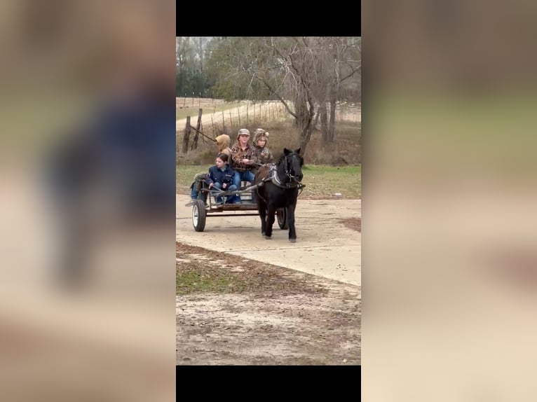 Fellpony Wallach 9 Jahre 107 cm Rappe in Bloomburg