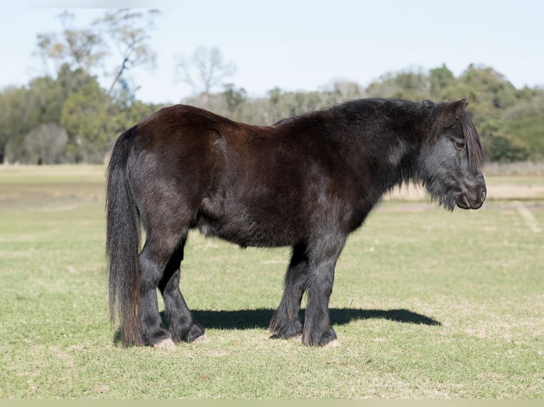 Fellpony Wallach 9 Jahre 107 cm Rappe in Bloomburg