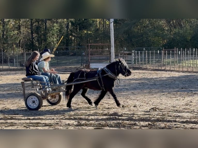 Fellpony Wallach 9 Jahre 107 cm Rappe in Bloomburg