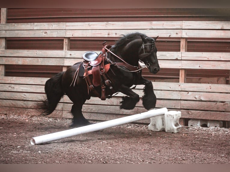 Fellpony Wallach 9 Jahre 137 cm Brauner in Seminole FL