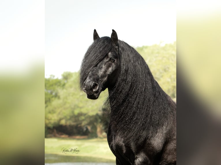 Fellpony Wallach 9 Jahre 137 cm Brauner in Seminole FL