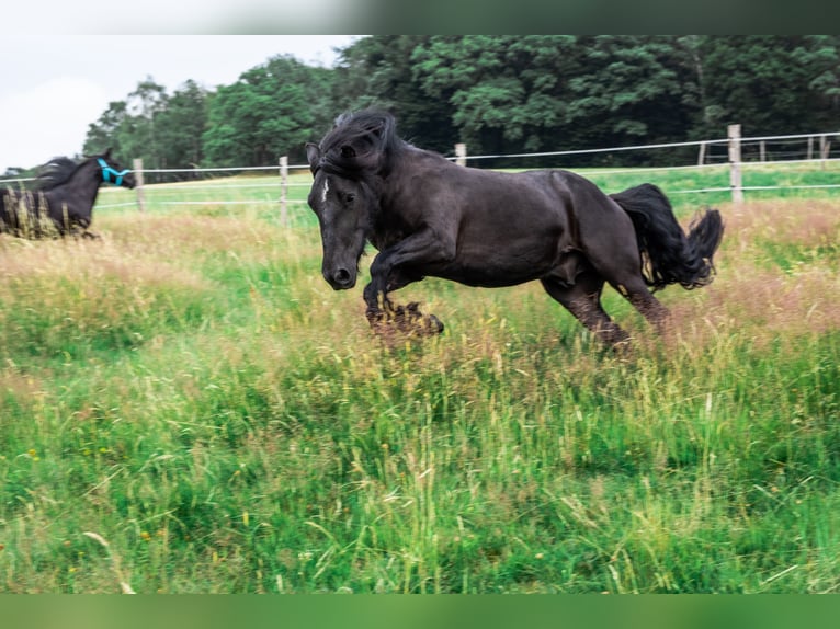 Fellpony Wallach 9 Jahre 143 cm Rappe in Reichshof